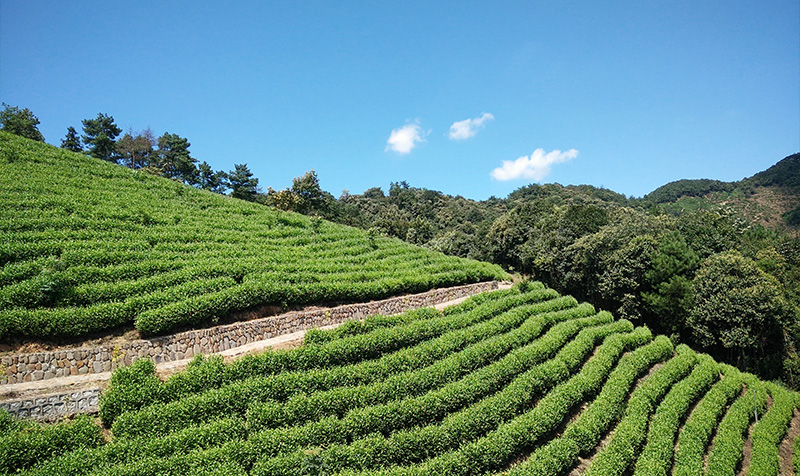 茶事小路 茶事小路